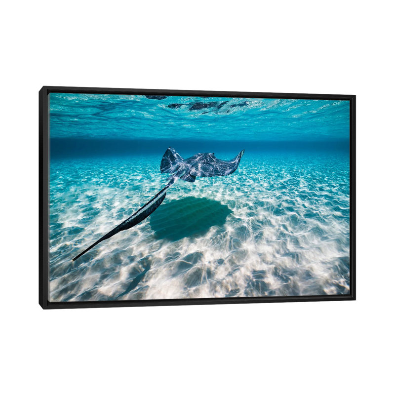 « southern stingrays on the sable », reproduction de photo sur toile, H 18 po x l 26 po x P 1,5 po, Toile avec cadre noir
