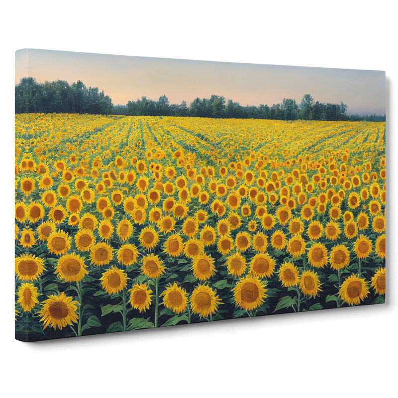 Beguiling Sunflower Field - Wrapped Canvas, 35cm H x 50cm W x 3cm D