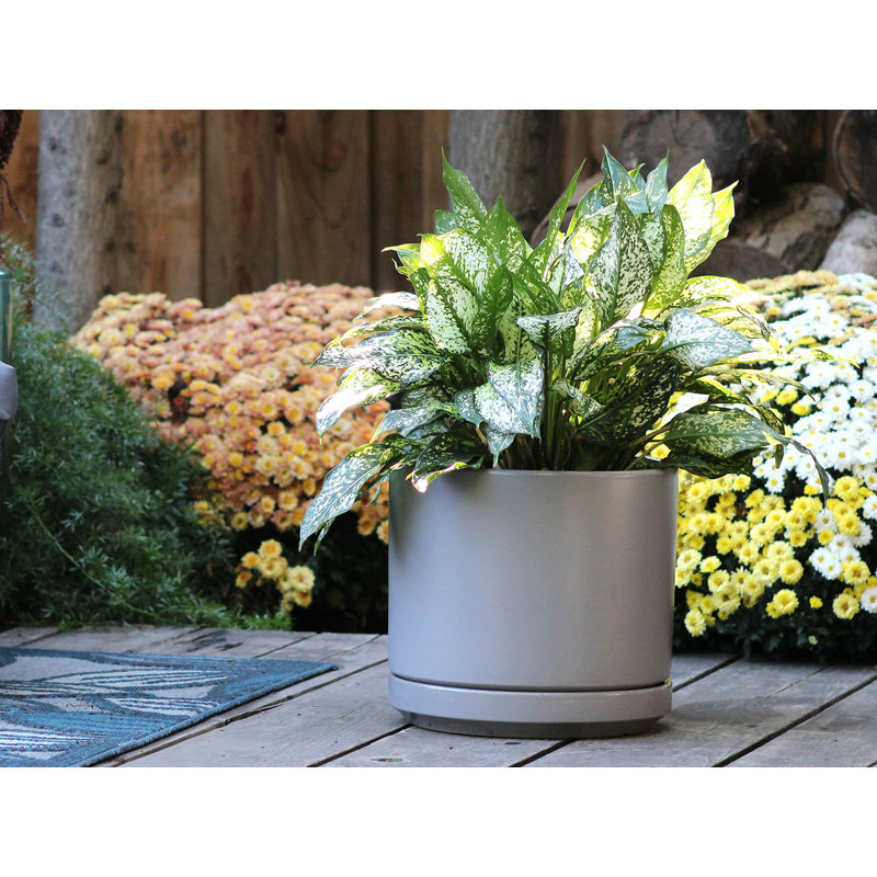 Mid Modern Planter with Detached Saucer Small Stoneware Clay Pot - Indoor, Just Grey