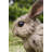 Driftwood Rabbit Statue-1367382679