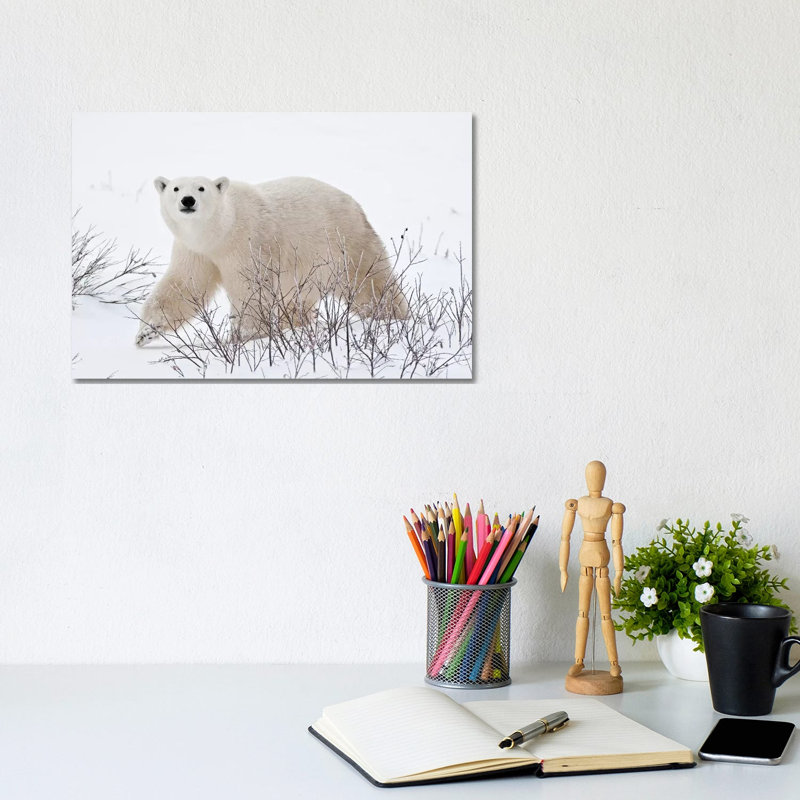 Canada, Manitoba, Churchill by Jaynes Gallery - Wrapped Canvas Print, 20.32cm H x 30.48cm W x 1.905cm D