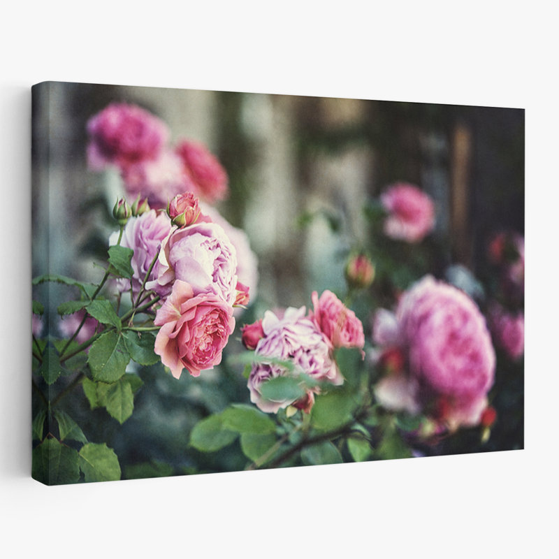 Plants, Flowers, Scotland Roses II Wall Art, 24" H x 36" W