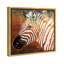 Zebra Sunset Framed Giclée Canvas Print-6560686-106353319