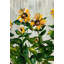 Sunflower Painting by Sydney Edmunds-26930325-26930331