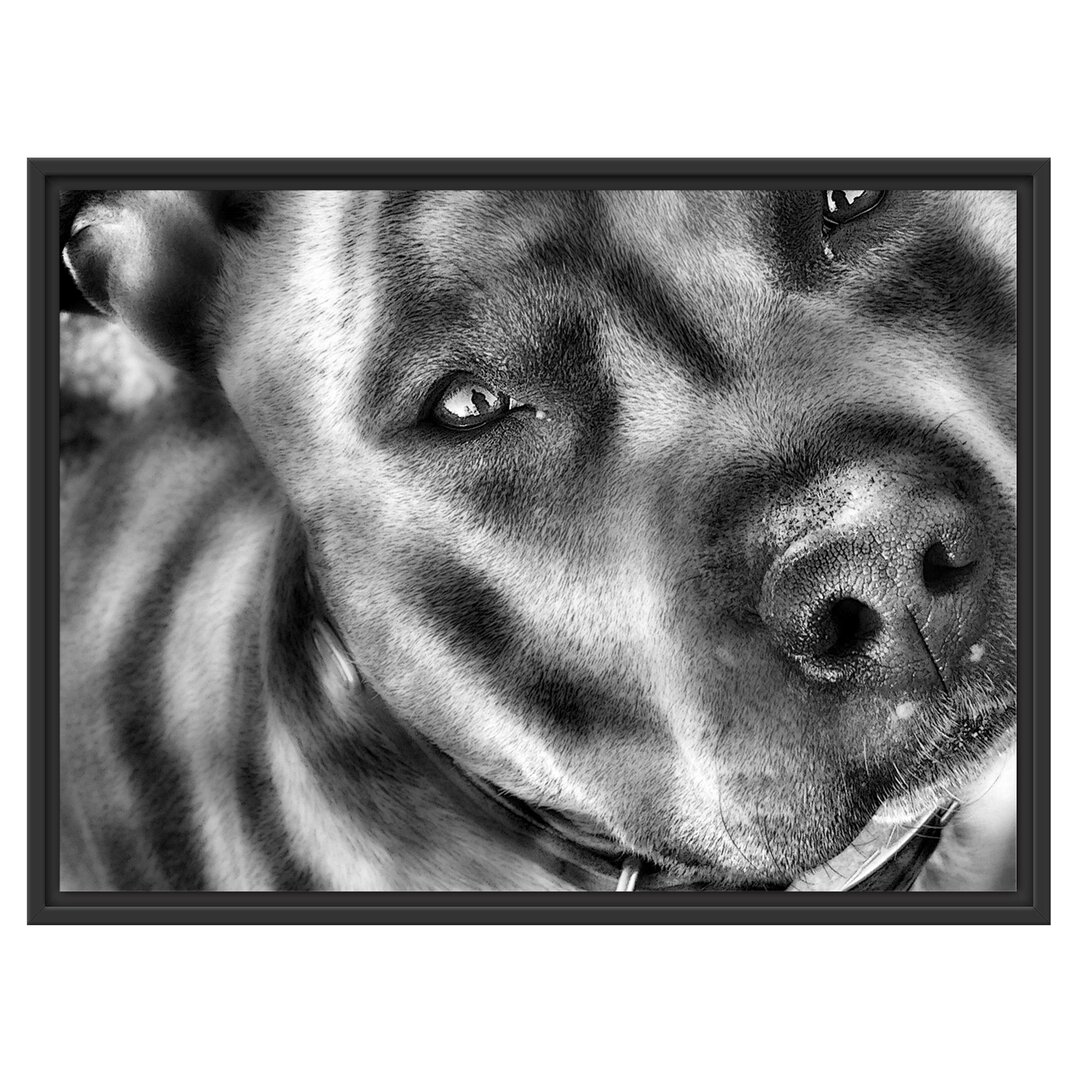 Gerahmtes Wandbild schÃ¶ner Pit Bull Terrier