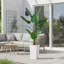 147cm Plant