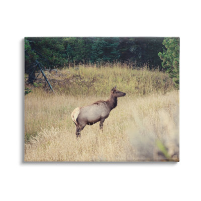 Wild Elk Nature Grove by Stede Bonnett - Wrapped Canvas Photograph -  Stupell Industries, au-377_cn_24x30