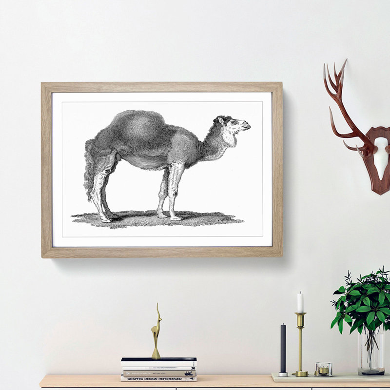 Arabian Camel In Black And White by George Shaw - Single Picture Frame Print, 33cm H x 45cm W x 2cm D, Oak Framed