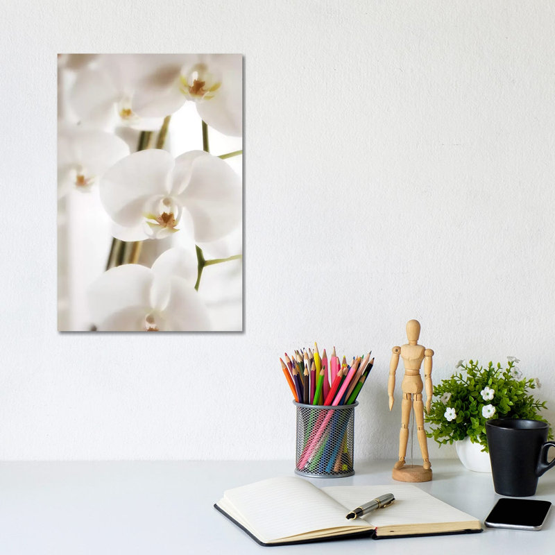 White Orchid Flowers by Savanah Plank - Wrapped Canvas Print, 20.32 cm H x 30.48 cm W