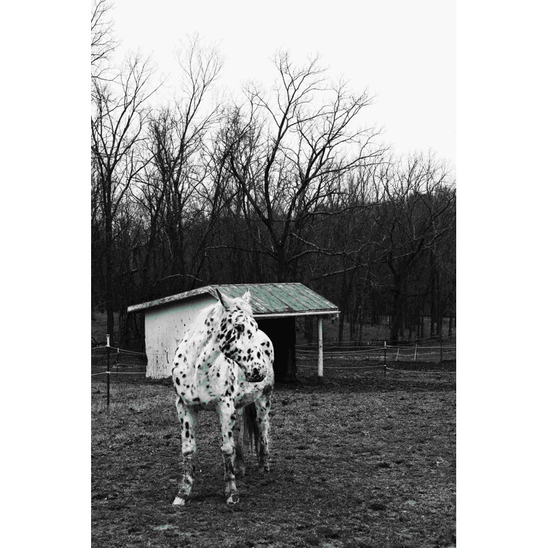 Cheval noir et blanc - Photographie sur toile tendue, H 36 po x l 24 po