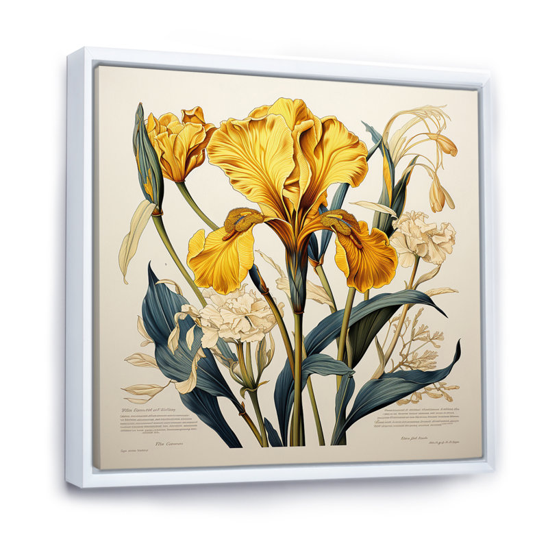 Iris jaune, illustration rétro, Cadre flottant blanc, H 36 po x l 36 po