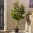 48" Artificial Green and Orange Real Touch Orange Tree