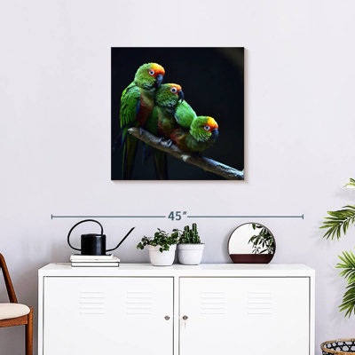 Brampt Golden Capped Parakeets