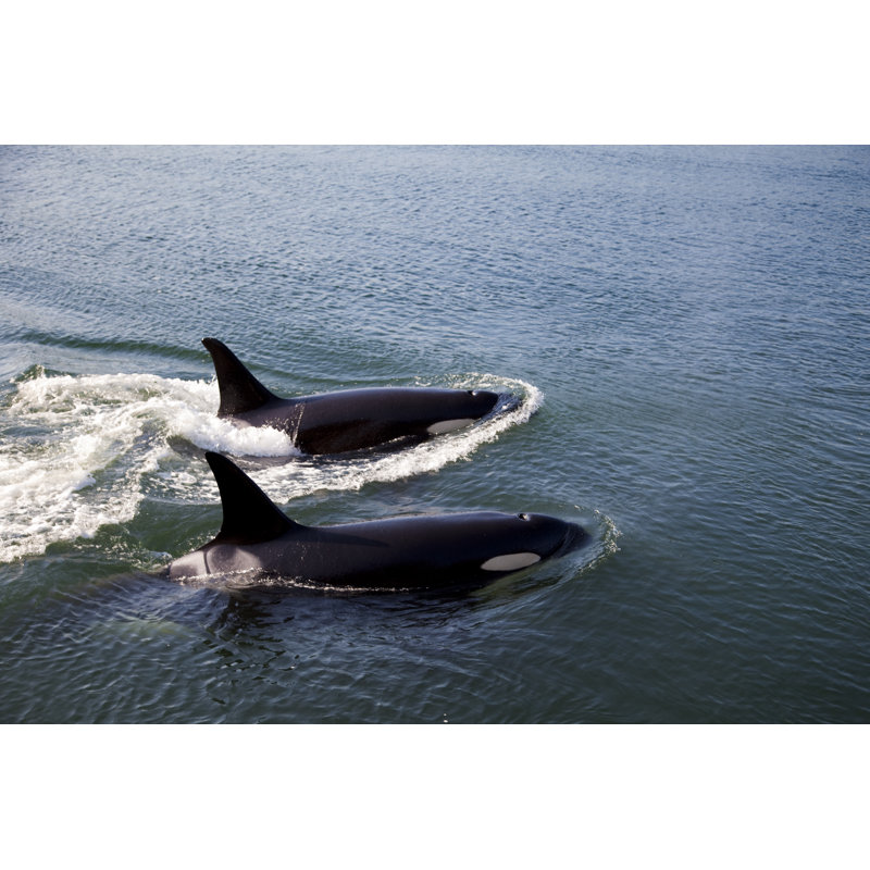 " Two Orcas Swimming ", 8" H x 12" W  