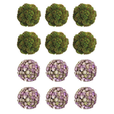 Sedum décoratif
