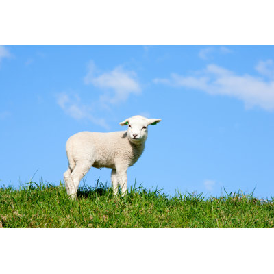 Sheep by ErikdeGraaf - Wrapped Canvas Print