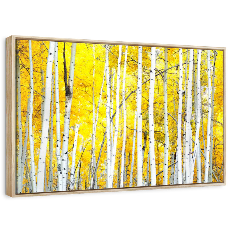 Golden Birch Trees, Floating Frame Natural Wood, 46" X 31"