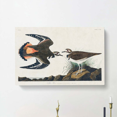 Kildeer Plover by John Audubon - Wrapped Canvas Painting
