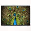 « grand peacock », impression-26662397-35121283