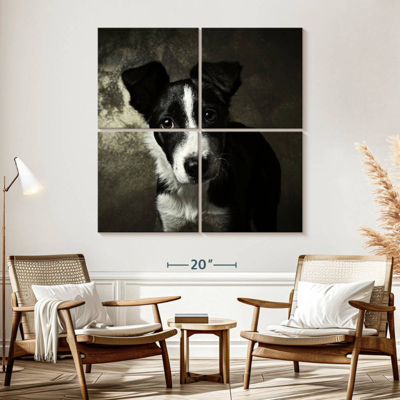 Brampt Border Collie Puppy