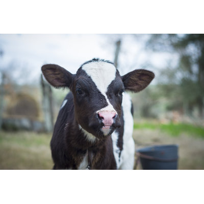 Calf by Leandrohernandez