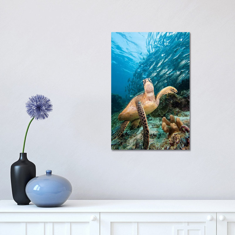 Green Sea Turtle And Schooling Bigeye Jacks, Sipadan Island, Malaysia - Wrapped Canvas Print, 30.48 cm H x 45.72 cm W