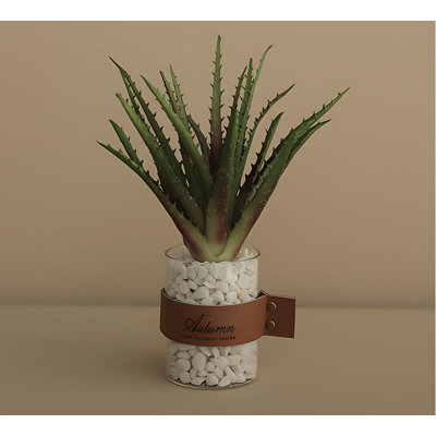 Plante grasse de 10,23 po