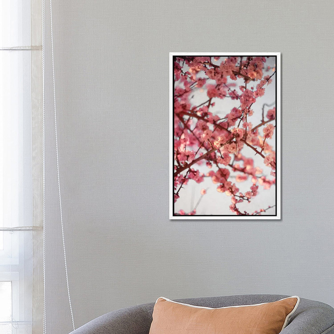 Kirschblüten I von Susan Bryant - Galerie-verpackte Leinwand Giclée auf Leinwand