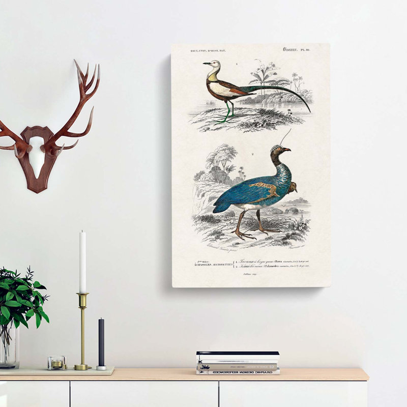 Bird Illustrations PL. 10 by Charles D' Orbigny - Wrapped Canvas Painting, 50cm H x 35cm W x 3cm D