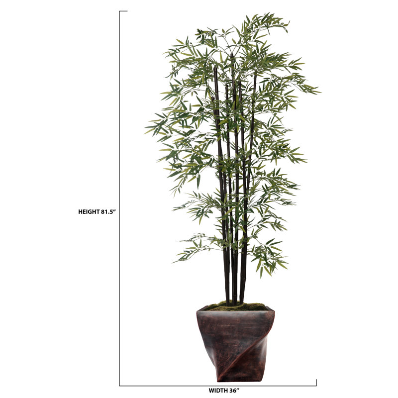 Arbre de bambou Panama