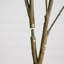 7 pi. Cornouiller artificiel