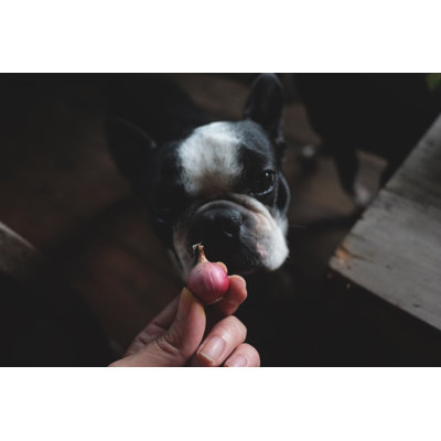 boston terrier Dog par Liza5450 - Photographie de toile tendue