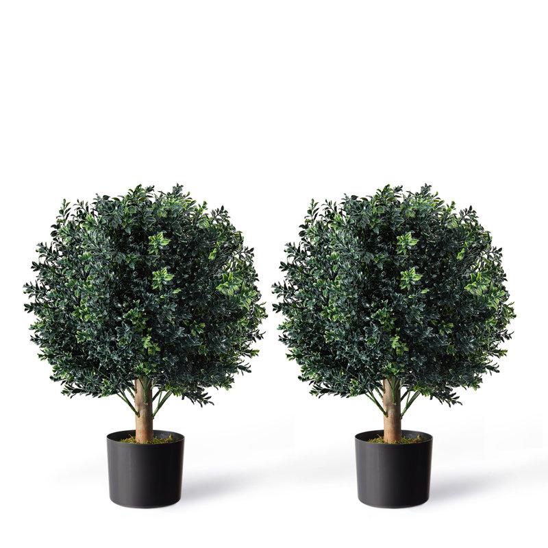 Arbres topiaires ronds 24 po en pot noir 24 po