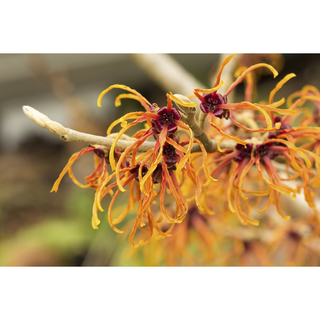 Leinwandbild Orange Witch Hazel