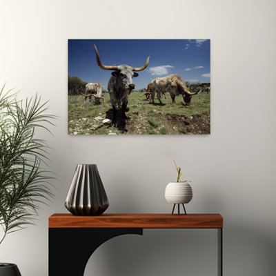 Texas Longhorn cattle in a field 1 Piece Wrapped Canvas Wall Art