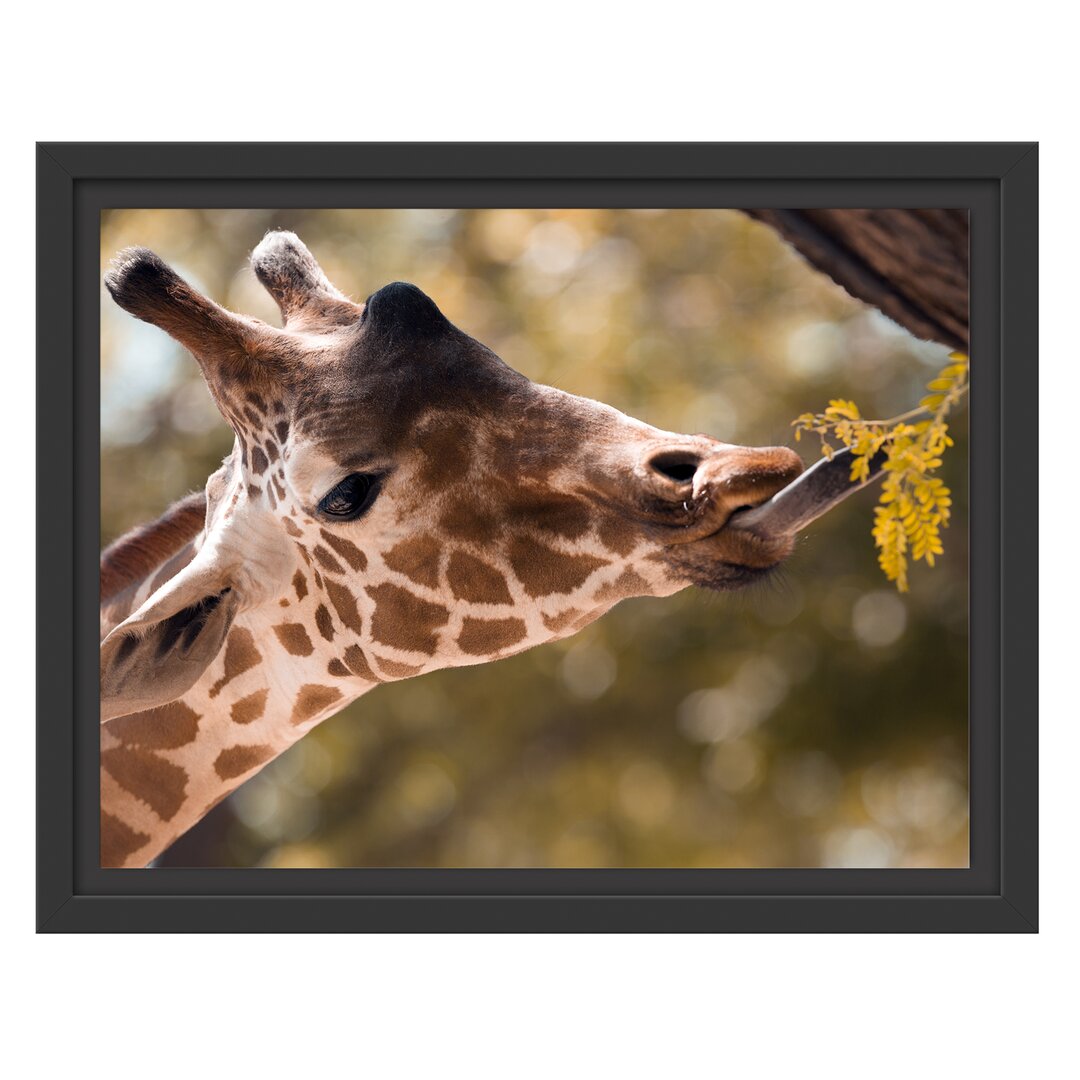 Gerahmtes Wandbild Giraffe Gesicht