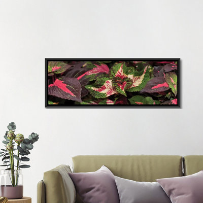 « reversing of assorted coleus leaves », reproduction de photo sur toile