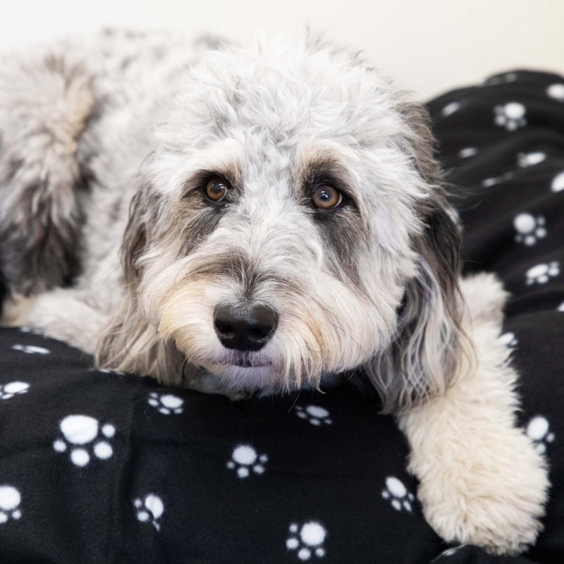 Soft Polar Fleece Pet Blankets in Multicolor Pack