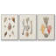 Knorr Shells & Coral IV-91887226-91887227