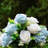 Silk Rose Arrangement in Vase-2629554