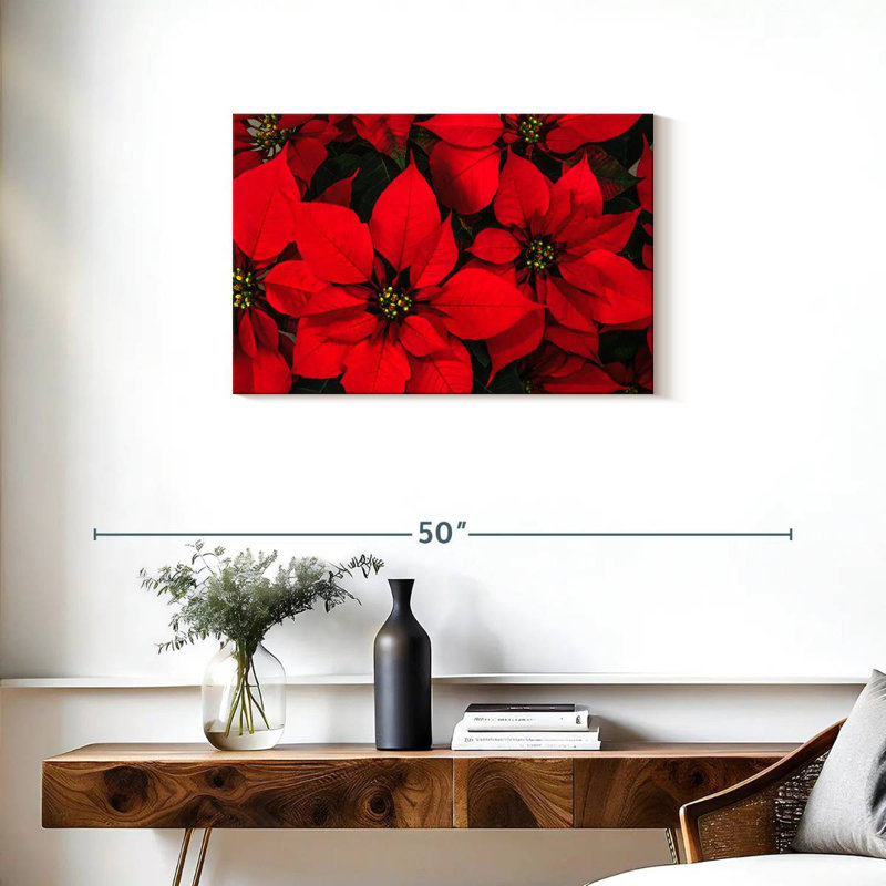 Harnek cramoisi poinsettia