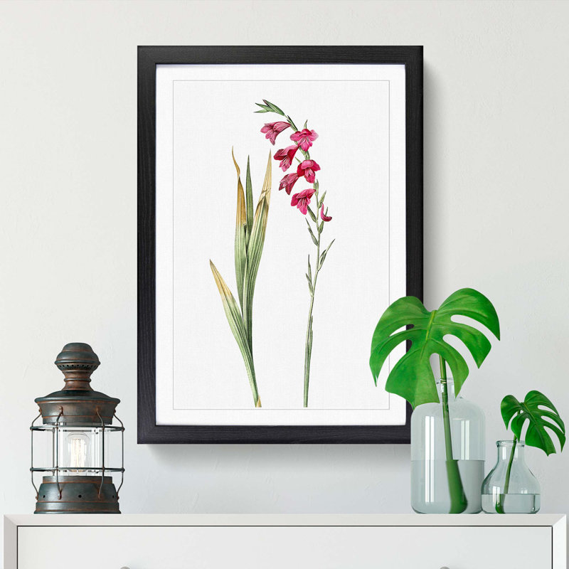 Pink Gladiolus Flowers by Pierre-Joseph Redoute - Picture Frame Painting Print, 65cm H x 48cm W x 2cm D, Black Framed