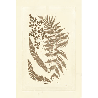 Sepia Ferns III - Wrapped Canvas Painting