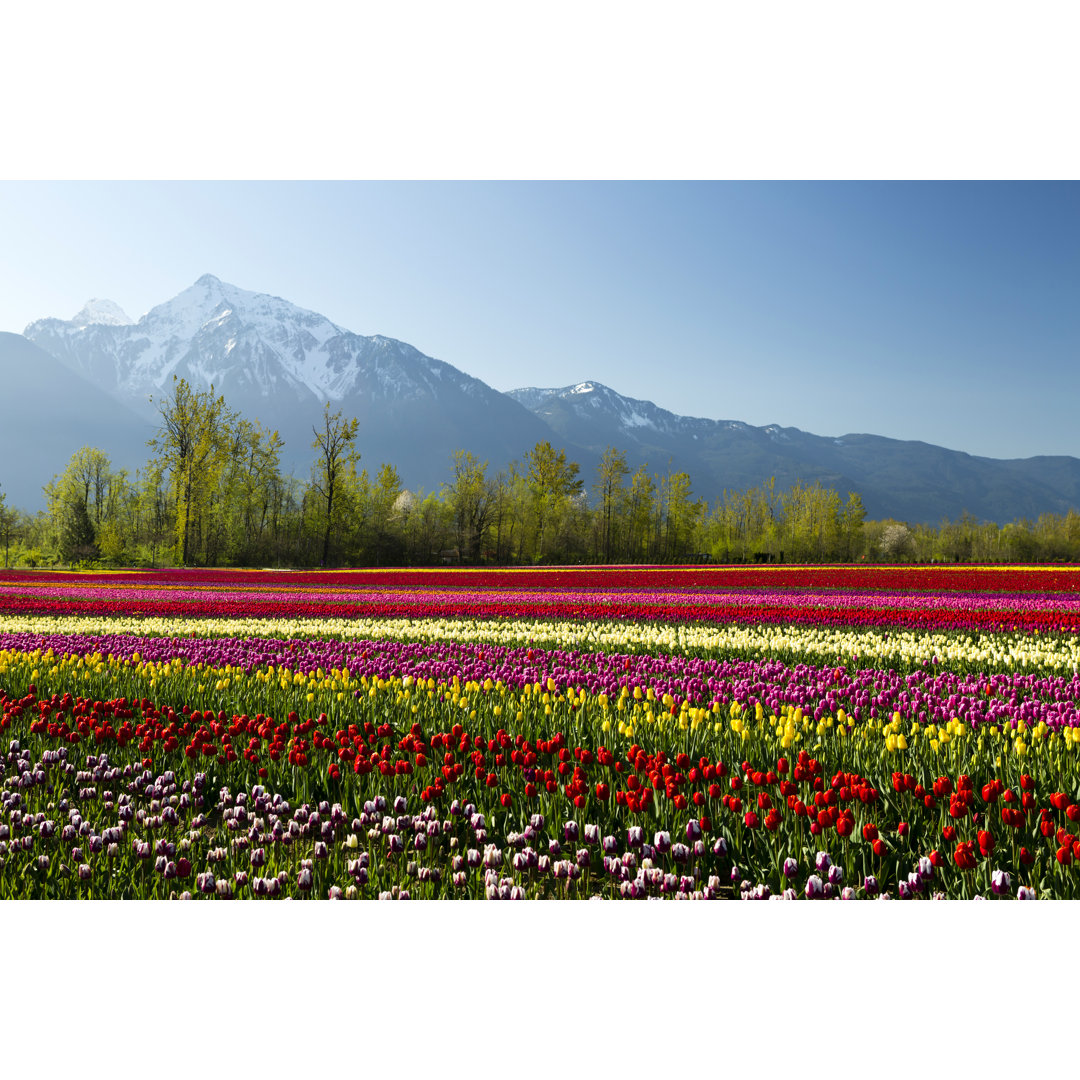 Buntes Tulpenfeld von Laughingmango - Druck ohne Rahmen auf Leinwand