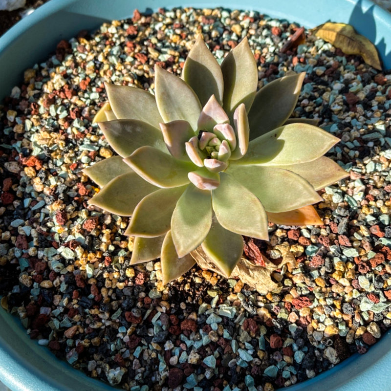 3-6mm Lava Stone Mix 9 Lb For Plants