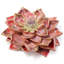 Dahlia Bloom Objet