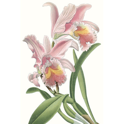 Floral Beauty IX - Painting Print