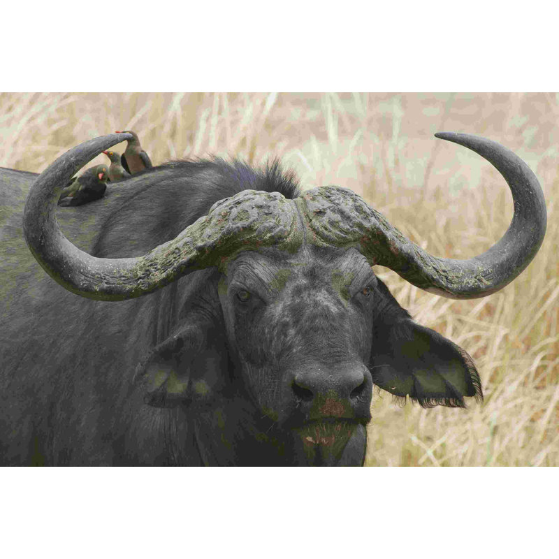 Cape buffle et bœuf rouge - Photographie sur toile tendue, H 8 po x l 12 po