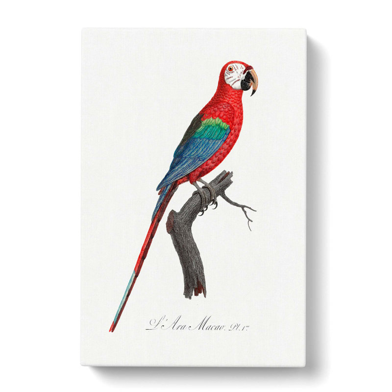 Macaw Parrot by F. Levaillant - Wrapped Canvas, 50cm H x 35cm W x 3cm D