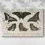 «Crackled Butterflies II», toile tendue avec châssis-1452385326